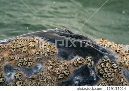 Grey whale parasites detail crustaceans, Barnacle. cyrripedes 119155014