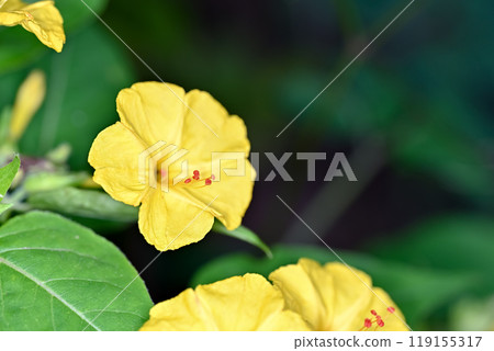 Yellow Oshiribana Yellow Oshiribana 119155317