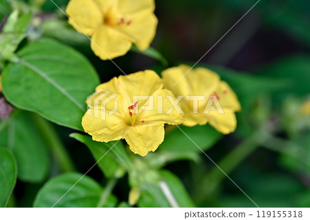 Yellow Oshiribana Yellow Oshiribana 119155318