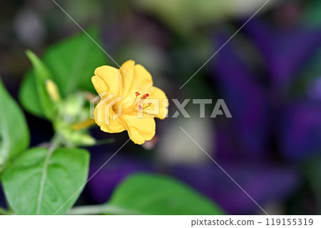 Yellow Oshiribana Yellow Oshiribana 119155319