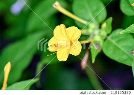 Yellow Oshiribana Yellow Oshiribana 119155320