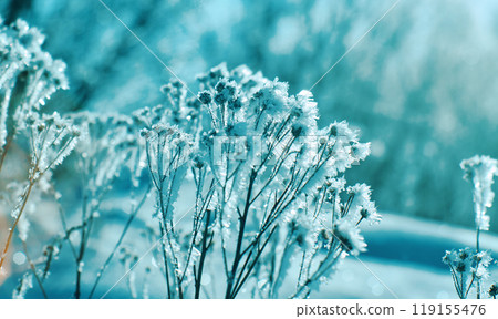 Crystal snow-flowers 119155476