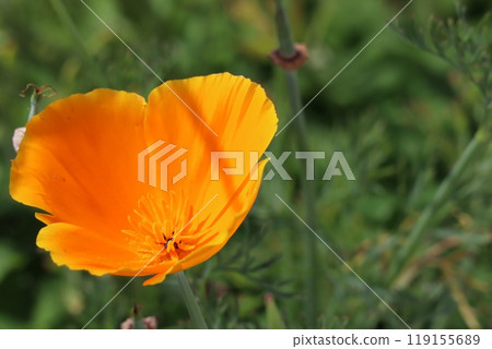 Bright and beautiful California poppies 119155689