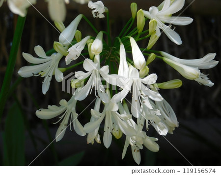 百子花 百子花 119156574