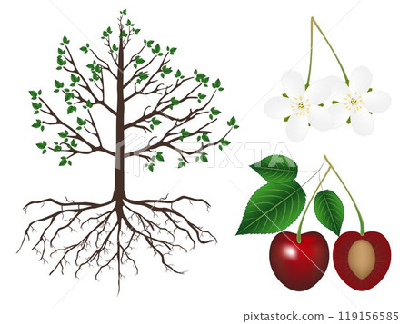 Part of a cherry plant on a white background. 119156585