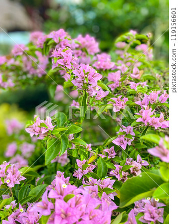 Ornamental pink flowers. Bougainvillea flower plants. Philippines. 119156601