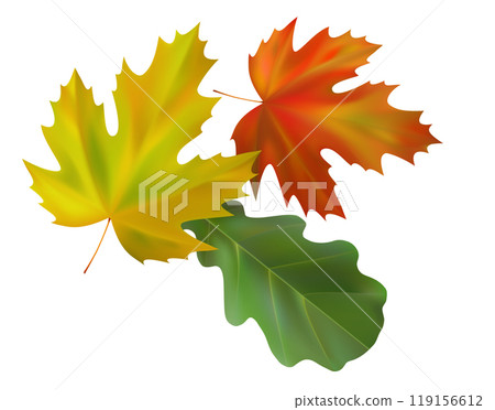 Composition of realistic oak and maple autumn leaves. Yellow, green, red leaves swirl in the wind. Vector illustration Composition of realistic oak and maple autumn leaves. Yellow, green, red leaves swirl in the wind. Vector illustration 119156612