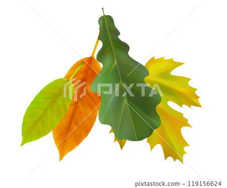 Composition of realistic oak and maple autumn leaves. Yellow, green, orange, red flying fall vibrant leaves. Vector illustration 119156624