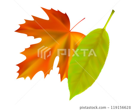 Realistic autumn leaves composition. Orange, red, green flying fall vibrant leaves. Vector illustration Realistic autumn leaves composition. Orange, red, green flying fall vibrant leaves. Vector illustration 119156628