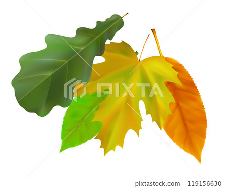 Composition of realistic oak and maple autumn leaves. Yellow, green, orange leaves swirl in the wind. Vector illustration 119156630