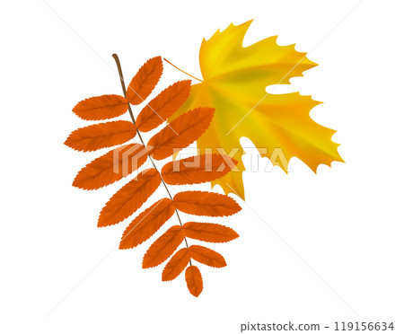 Composition of realistic rowan and maple autumn leaves. Yellow, orange, leaves swirl in the wind. Vector illustration 119156634