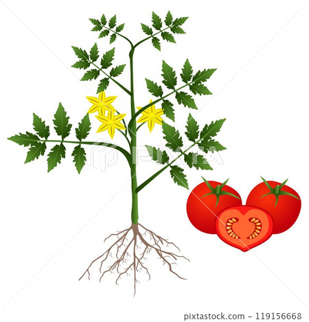 Tomato plant on a white background. 119156668