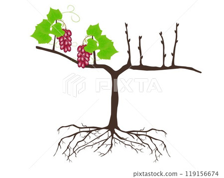 Plant of grapes on a white background. 119156674