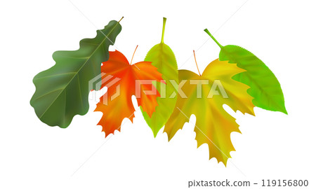 Composition of realistic oak and maple autumn leaves. Yellow, green, red leaves swirl in the wind. Vector illustration Composition of realistic oak and maple autumn leaves. Yellow, green, red leaves swirl in the wind. Vector illustration 119156800