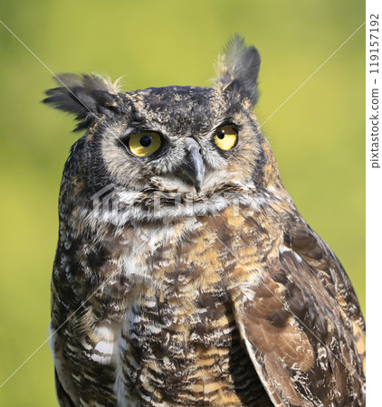 Great-horned Owl portrait with green background, Quebec, Canada 119157192