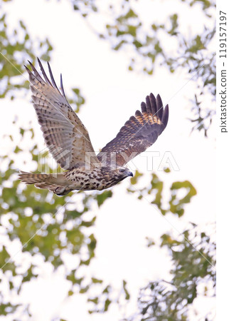 Red-tailed Hawk flying in the forest, Quebec, Canada 119157197
