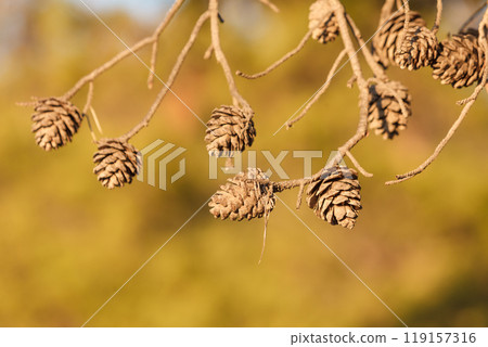 Cones on conifer tree 119157316