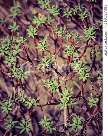 Close up of tiny branches with leaves 119157395