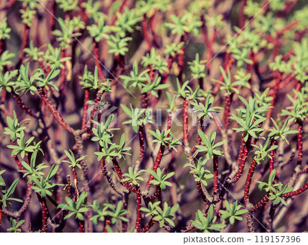 Close up of tiny branches with leaves 119157396