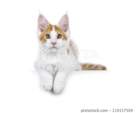 Maine Coon kitten on white Maine Coon kitten on white 119157509