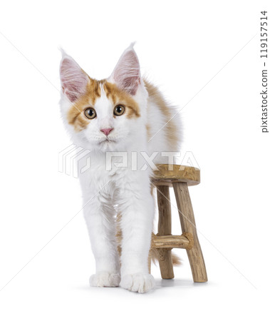 Maine Coon kitten on white 119157514