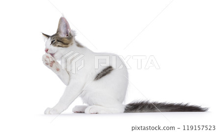 Maine Coon cat kitten on white background 119157523