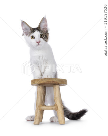 Maine Coon cat kitten on white background Maine Coon cat kitten on white background 119157526
