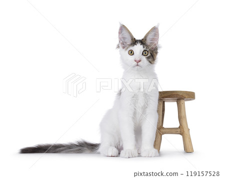 Maine Coon cat kitten on white background 119157528