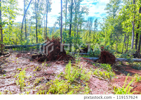 Hurricanes uproot trees on ground, causing extensive damage during stormy winds Hurricanes uproot trees on ground, causing extensive damage during stormy winds 119157624