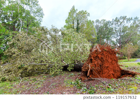 Strong winds of storm hurricane caused trees to be uprooted broken, they fell onto roadway Strong winds of storm hurricane caused trees to be uprooted broken, they fell onto roadway 119157632