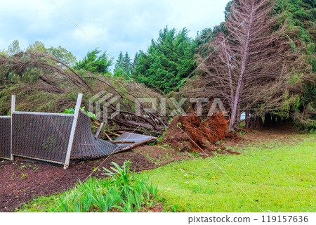 Trees that fell during tornado hurricane damaged fences around houses 119157636