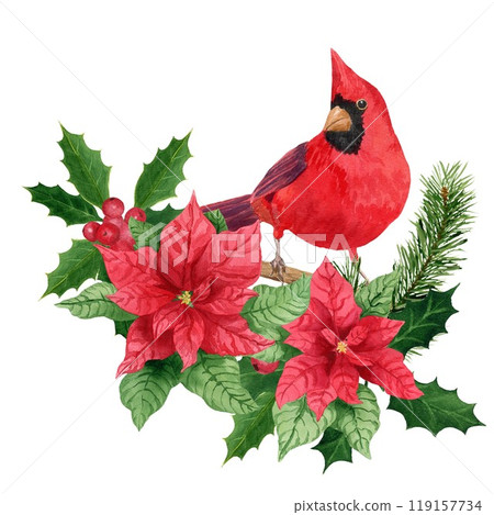 Composition with holly, Northern cardinal and poinsettia, watercolor Christmas bouquet. Hand-painted watercolor element for invitations, greeting card Composition with holly, Northern cardinal and poinsettia, watercolor Christmas bouquet. Hand-painted watercolor element for invitations, greeting card 119157734