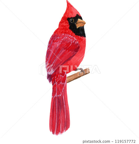 Northern cardinal, red cardinal, watercolor realistic illustration, hand drawn element on white background for decor, cards, postcards, prints Northern cardinal, red cardinal, watercolor realistic illustration, hand drawn element on white background for decor, cards, postcards, prints 119157772