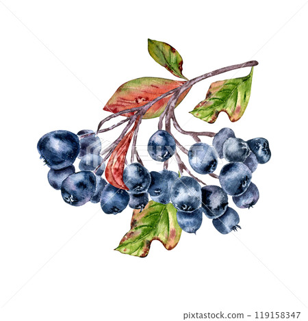Black chokeberry on tree branch, leaves watercolor illustration isolated. Bunch of aronia berries in botanical sketch hand painted. Black fruits berry hand drawn for label, package, autumn theme. 119158347