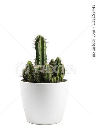 a vase with a Euphorbia Fruticosa plant a vase with a Euphorbia Fruticosa plant 119158443