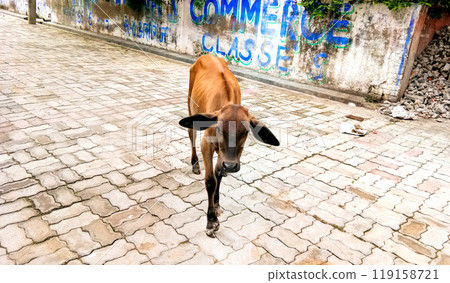 Cow calf roaming on the streets on Lucknow Cow calf roaming on the streets on Lucknow 119158721