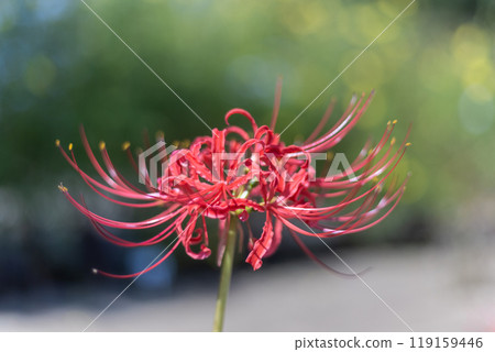 Blooming red spider lilies Blooming red spider lilies 119159446