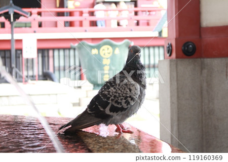 鴿子在水中 鴿子在水中 119160369