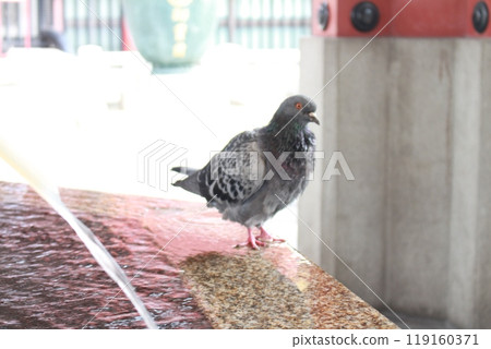 鴿子在水中 鴿子在水中 119160371