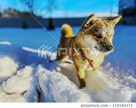 Cute red Shiba inu dog is sleeping on the bed in the bedroom 119160372