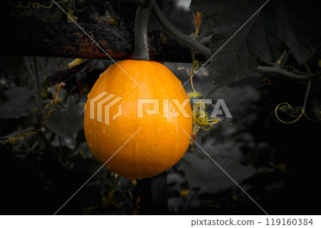 Ripe delicious orange pumpkin hanging on a dark fence Ripe delicious orange pumpkin hanging on a dark fence 119160384