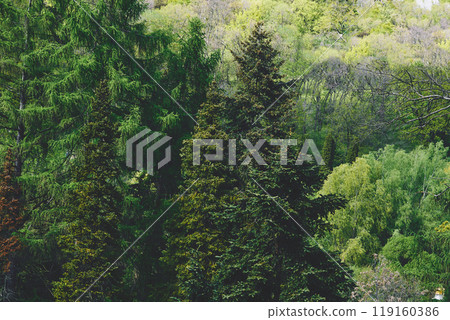 Fresh spring green flowering trees in forest on a warm day Fresh spring green flowering trees in forest on a warm day 119160386