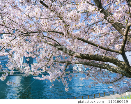 盛開的櫻花和隅田川 / 日本東京 盛開的櫻花和隅田川 / 日本東京 119160619