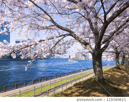Cherry blossom trees and the Sumida River at Ishikawajima Park, Chuo Ward, Tokyo / Tokyo, Japan Cherry blossom trees and the Sumida River at Ishikawajima Park, Chuo Ward, Tokyo / Tokyo, Japan 119160621