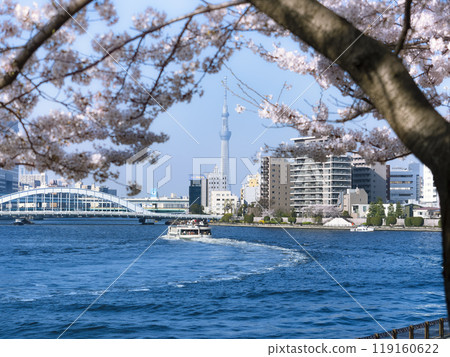 Sumida River and Tokyo Skytree in Spring / Tokyo, Japan 119160622
