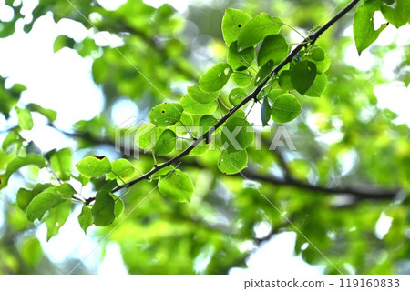 Mamenashi tree, pea pear, Mie Prefecture natural monument, endangered species Mamenashi tree, pea pear, Mie Prefecture natural monument, endangered species 119160833