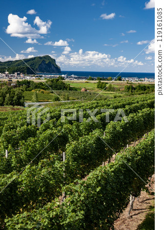 A seaside town with vineyards A seaside town with vineyards 119161085