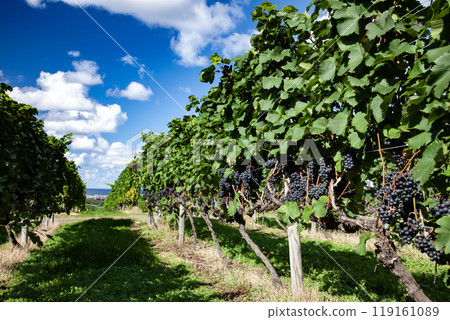 A seaside town with vineyards 119161089
