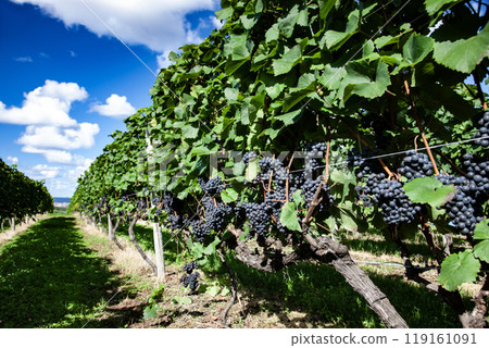有葡萄園的海濱小鎮 有葡萄園的海濱小鎮 119161091