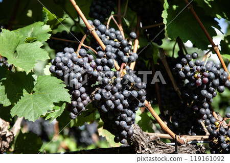 A seaside town with vineyards A seaside town with vineyards 119161092
